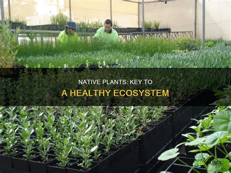 Nature Plant 的图像结果