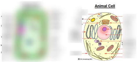 Cell Label 的图像结果