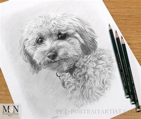 Image result for Cockapoo Drawing Portrait