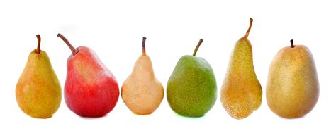 Different Types Of Pears Uk at Mark Ferretti blog