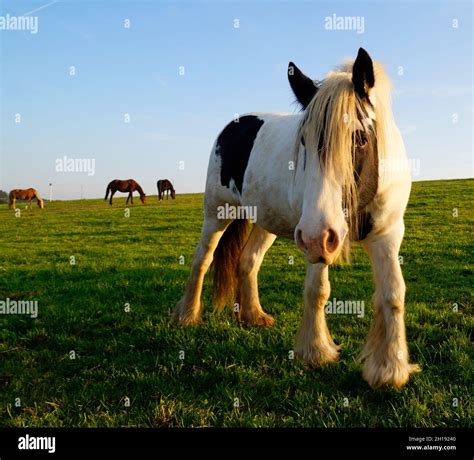 The Galineers Cob, also known as the Traditional Gypsy cob, Irish Cob ...