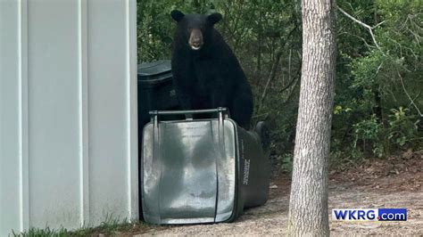 Bears spotted in Spanish Fort — residents urged to stay safe | WKRG.com