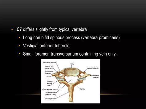 Anatomy of cervical spine | PPTX