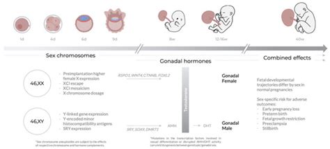 Sex Differences Are Here to Stay: Relevance to Prenatal Care