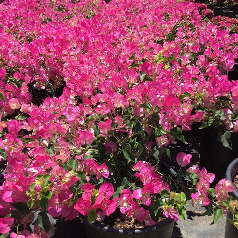 Red Bush Bougainvillea (Bougainvillea ‘La Jolla’) – Yardwork