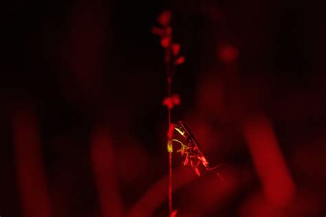 Why fireflies are going extinct and what you can do about it - Washington Post
