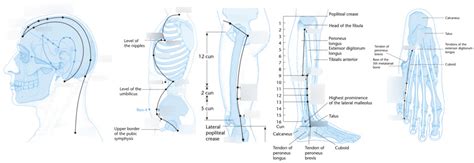 Gallbladder Meridian Terms & Definitions for Medicine Study Flashcards ...
