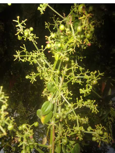 Rubia cordifolia, Manchatti, Indian madder, മഞ്ചട്ടി | SMPB Kerala