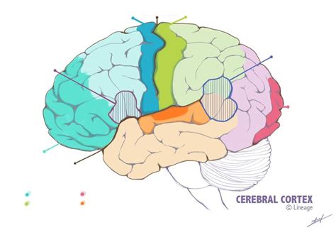 Cortex 的图像结果