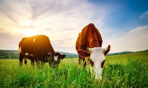 Do Male Cows Have Udders? 6 Interesting Facts About Cows - A-Z Animals