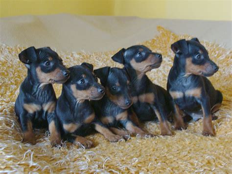 Zwergpinscher black and tan mit FCI Abstammung in Görlitz | Tiere ...
