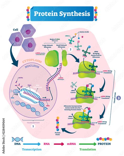 Image result for Protein Synthesis Explained