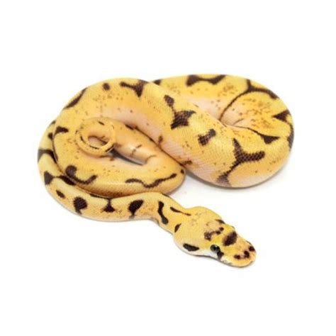 Image result for Enchi Royal Python