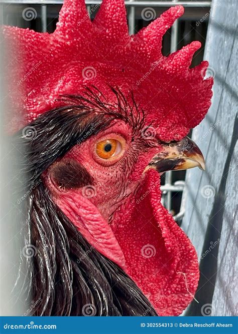 Gallus Gallus Domesticus, Domesticated Chicken Stock Image - Image of ...