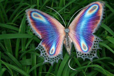 蝴蝶中的颜值担当，这些蝴蝶价值惊人，你在山里见过吗