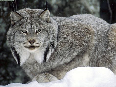 LE LYNX