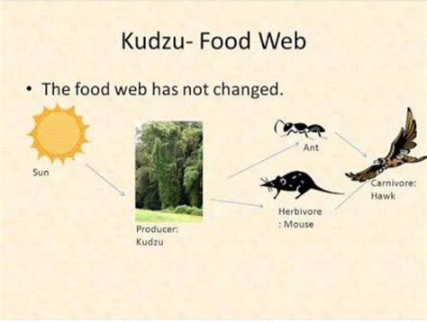 What is the kudzu food web? - Brainly.in