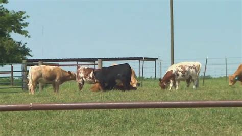 Watch CBS Evening News: Cattle prices plummet amid coronavirus pandemic ...