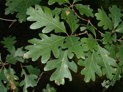 What Does An Oak Look Like at Dean Hobbs blog