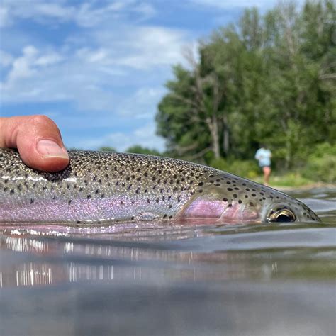 BLOG & Yakima River Fishing Report — Red's Fly Shop