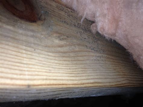 Fungus On Floor Joists | Floor Roma