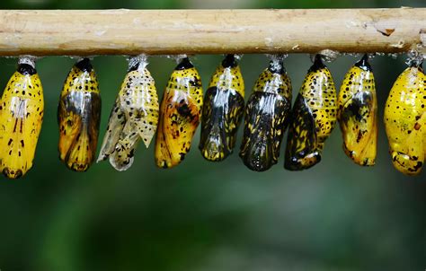 Insect Pupa