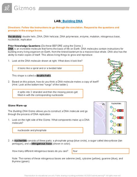 Gizmo Building DNA Lab Answer Key (BIO 101) - Studocu