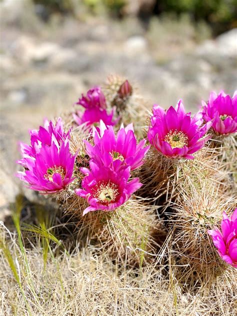 Hiking the Andreas Canyon Trail in Palm Springs [Complete Hiking Guide]