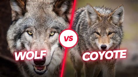 Image result for Wolves vs Coyotes