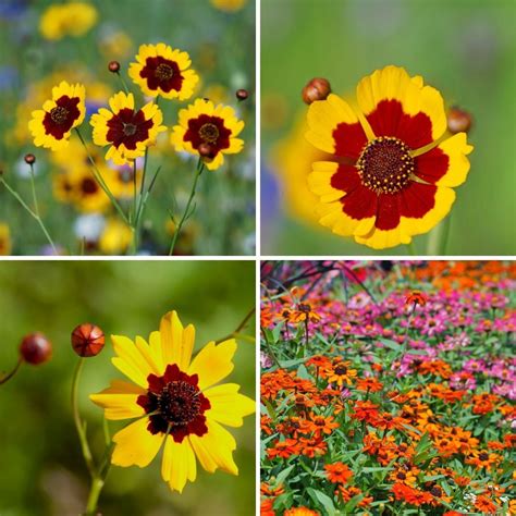 Buy Coreopsis Dwarf Radiata Mix Seeds – Dharaseeds