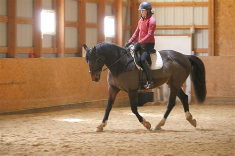 Breed | Warmblood Sales