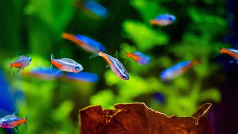 Neon Tetra and White Spots – Common Causes and Treatments