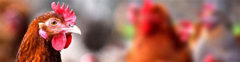 Poultry Farming Drives Sustainability | Boehringer Ingelheim IN
