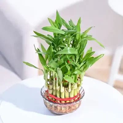15 Best Indoor Plants for home in India [August, 2024]