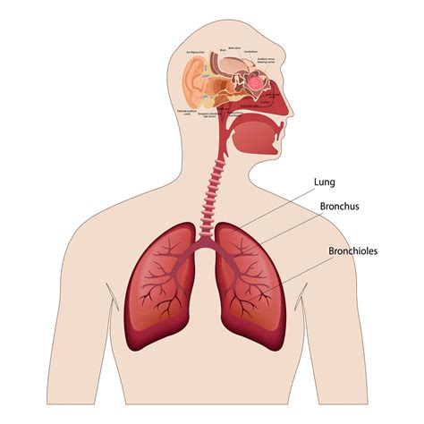 Anatomy of the human ear. The internal structure of the ears, the organ of hearing vector ...