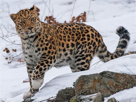 Amur Leopards Endangered Physical Appearance 2 Critically Endangered
