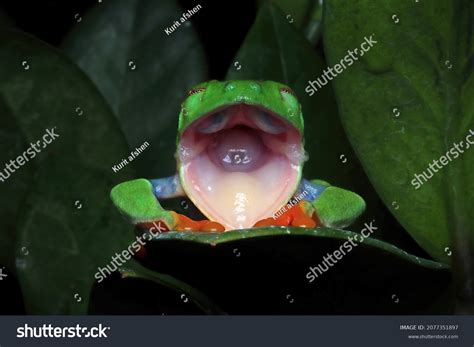 Frog With Mouth Open