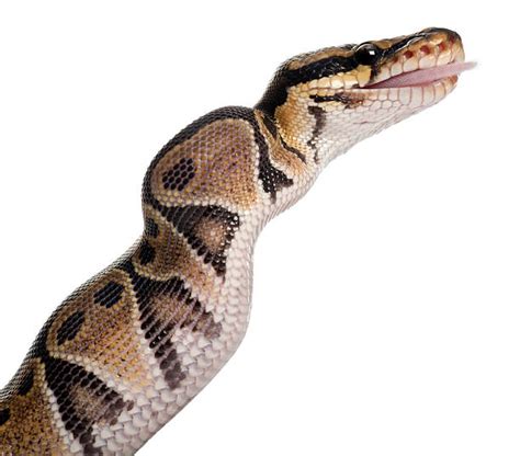 Image result for Python Eating