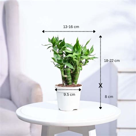 Buy Exclusive Lotus Lucky Bamboo 5 Sticks Plant | Ugaoo