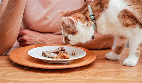 Kleine witte en bruine kat die op het punt staat te eten van een bord ...