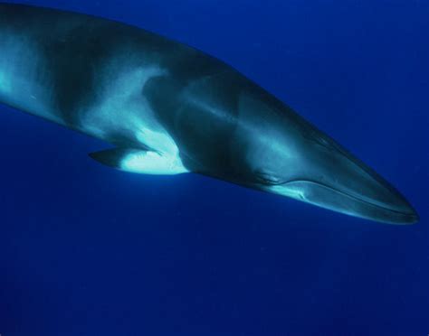 鲸鱼是如何成为地球最大生物的？它的演化史很有意思|鲸鱼|须鲸|演化史_新浪科技_新浪网