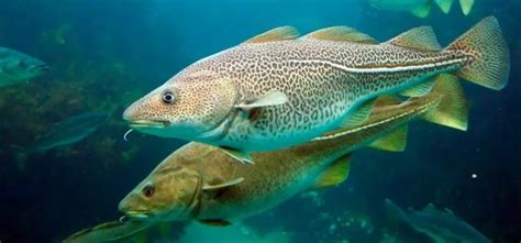 Image result for Cod Inversion Method