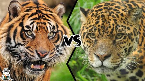 苏门答腊虎vs美洲豹，谁的战斗力更强？咬合力决定了最终结果_腾讯新闻