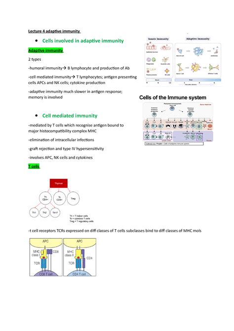 Image result for Understanding How Adaptive Immunity Works
