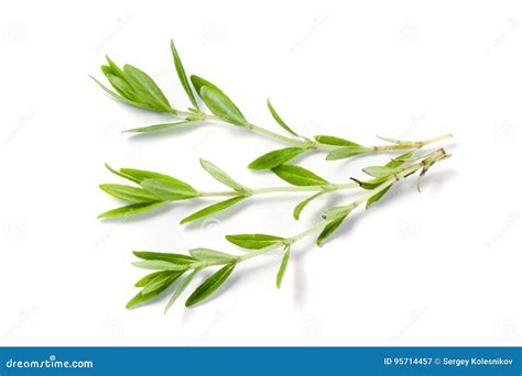Sprig of Fresh Thyme on a White Background Stock Image - Image of macro ...
