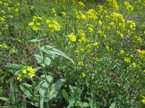 Wild Mustard – Brassica spp. | Edible Wild Plant Info