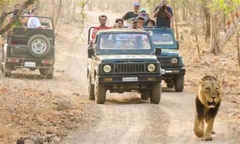 Jadeja's Lion Selfie Is Not An Isolated Incident - Illegal Safari Is A ...