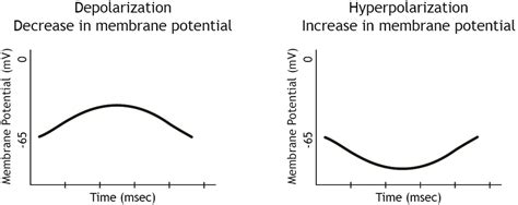 Image result for Negative Membrane Potential
