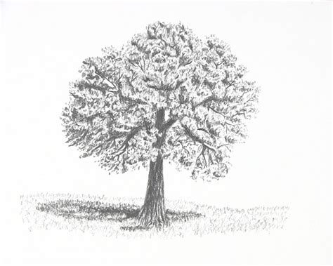 Image result for Tree Texture Drawing Simple