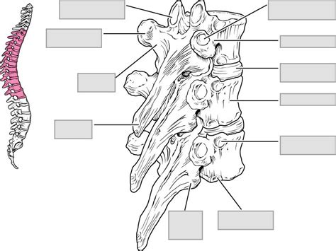 Middle Back 的图像结果